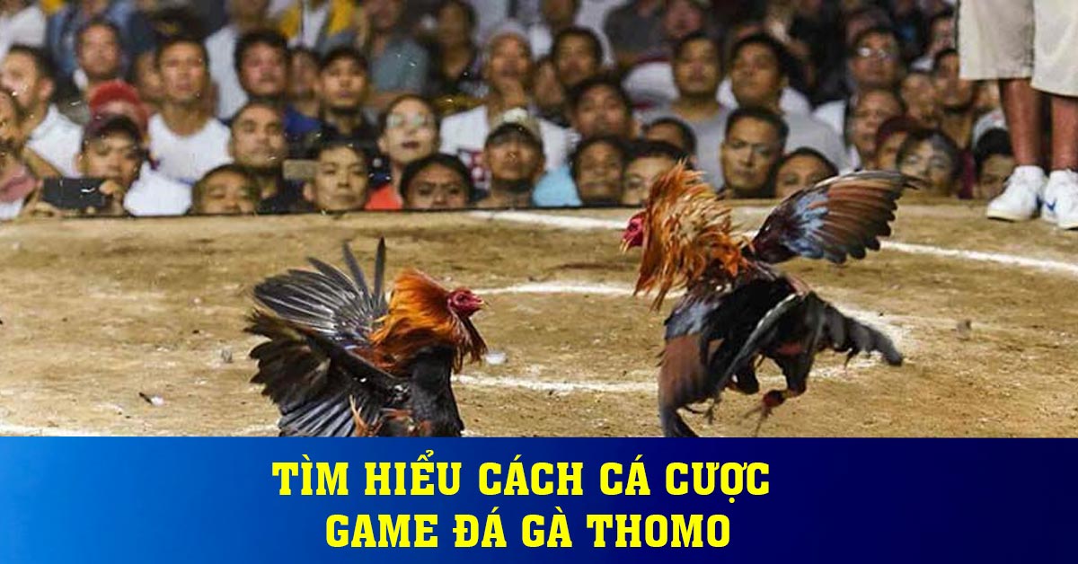 Tìm hiểu cách cá cược game đá gà Thomo